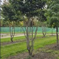 Parrotia persica 'Vanessa' - 3