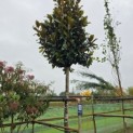 Magnolia grandiflora 'Galissonnière' - 3