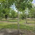 Juglans Regia - 1
