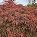 Acer palmatum 'Shigure bato' - Foto 2