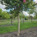 Lagerstroemia indica 'Rosea' - 1