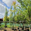 Liquidambar formosa 'Ellen' - 7