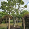 Magnolia 'Susan' - 5