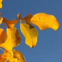Juglans regia - herfstkleuren