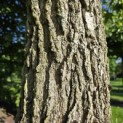 Liquidambar styraciflua - 8