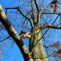 Carpinus betulus - 9