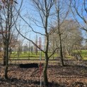 Carpinus betulus - 8