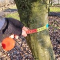 Carpinus betulus - 7