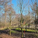 Carpinus betulus - 6