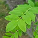 Sophora japonica - Afbeelding 3