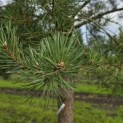 Pinus sylvestris - Foto 6