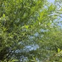Salix Alba - juni 2026