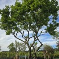 Magnolia 'Soulangeana' - Foto 1