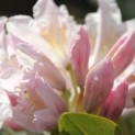 Rhododendron 'Cunningham's White' - Foto 1