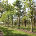 Platanus x hispanica 2022