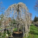Prunus subhirtella 'Pendula' 5 april 2023
