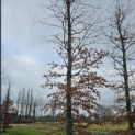 Fagus sylvatica 'Atropunicea' - 2
