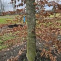 Fagus sylvatica 'Atropunicea' - 1