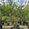 Parrotia persica - Foto 3