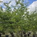 Parrotia persica - Foto 2