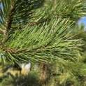 Pinus nigra 'Nigra' - 1