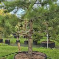 Pinus nigra 'Nigra' - Foto 1