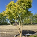 Acer palmatum 'Ueno Yama' - 2