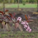 Prunus padus 'Colorata' - 1