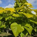 Catalpa bignonioides 'Aurea' - 8