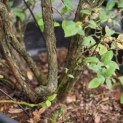 Vaccinium corymbosum 'Elliot' - Foto 2