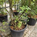 Vaccinium corymbosum 'Elliot' - Foto 3