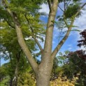Albizia julibrissin - 5