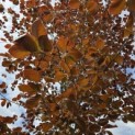 Fagus sylvatica 'Riversii' - Foto 4