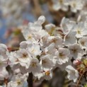 Prunus Yedoensis - Foto 1