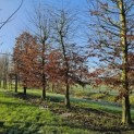 Carpinus betulus - 1