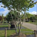 Parrotia persica - Foto 3