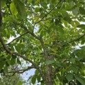 Juglans Regia - 2