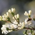 Heptacodium miconioides