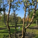 Prunus domestica Reine Claude 'Verte' - 1