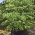 Quercus phellos - Foto 2