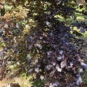 Fagus sylvatica 'Atropunicea' - 3