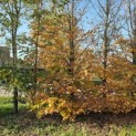 Fagus sylvatica - Foto 2