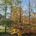 Fagus sylvatica - Foto 1