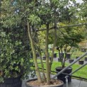 Quercus ilex - 3