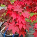Acer palmatum 'Osakazuki - Foto 1