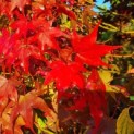 Acer palmatum 'Osakazuki - Foto 2