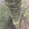 Fagus sylvatica 'Atropunicea' - Foto 2