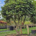 Rhododendron 'Progres' - 3