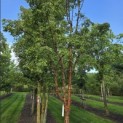 Acer griseum - 2