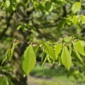 Carpinus betulus - impressie blad voorjaar